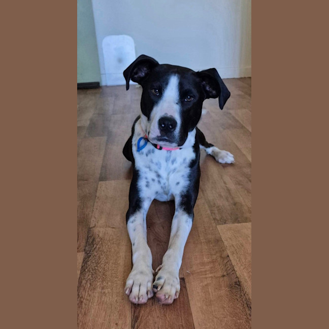 Photo of Molly *$250 Adoption Fee* 