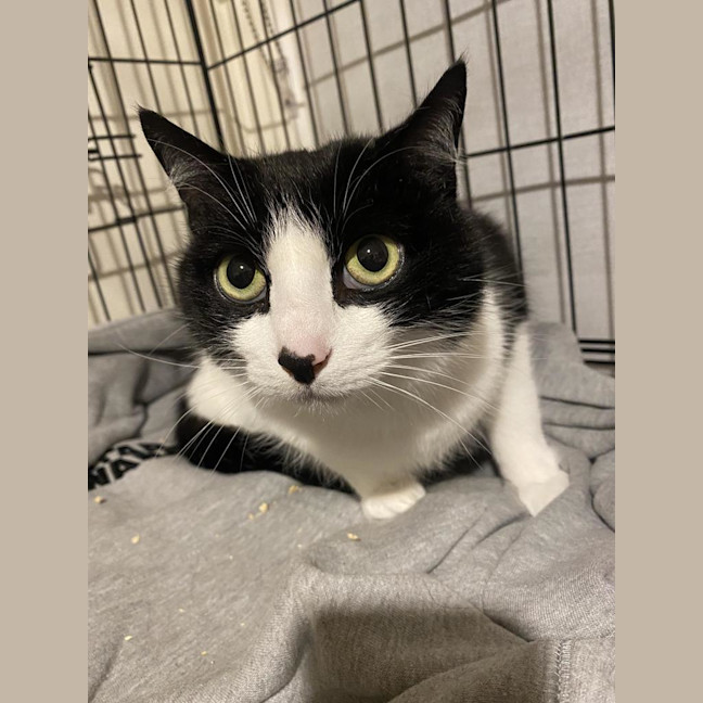 Photo of Loki Sweetness