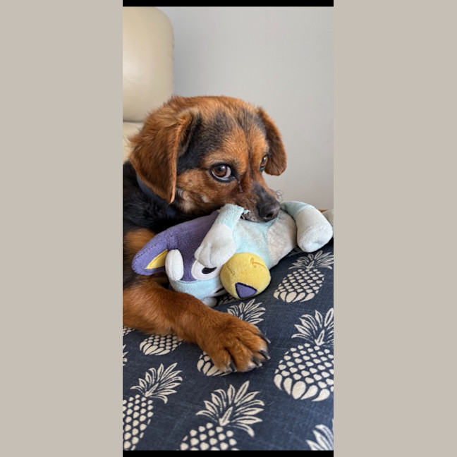 Photo of Barney   3 Year Old Chihuahua X Terrier