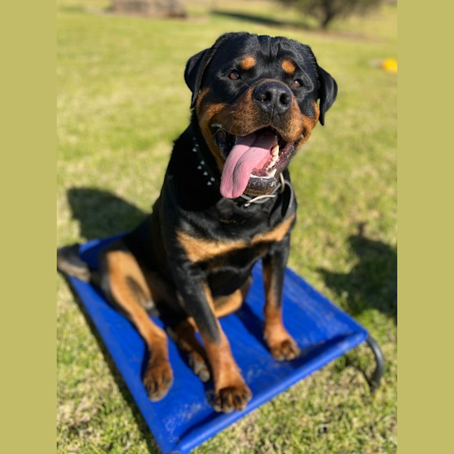 Photo of Bruno