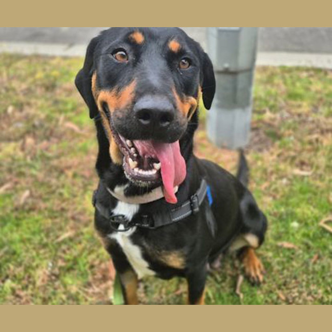 Photo of Honeysuckle