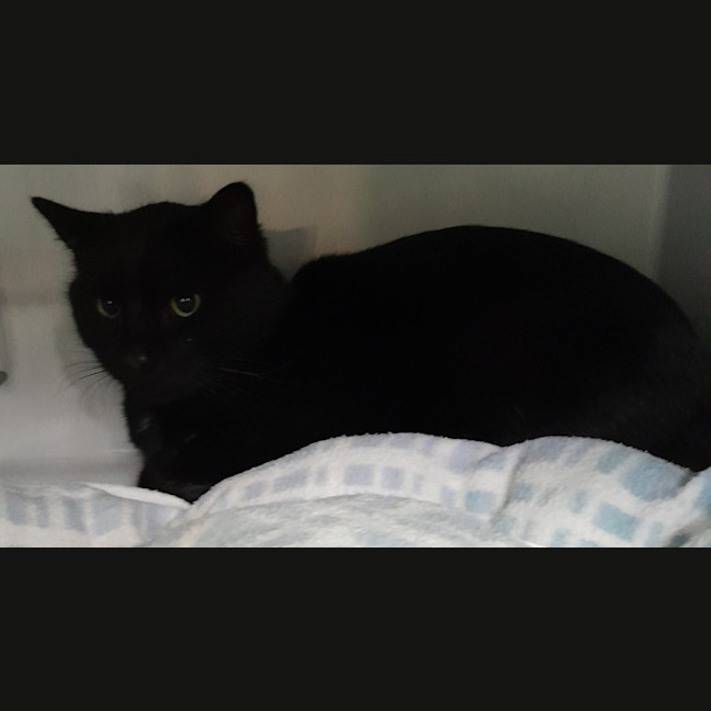Photo of Bogey