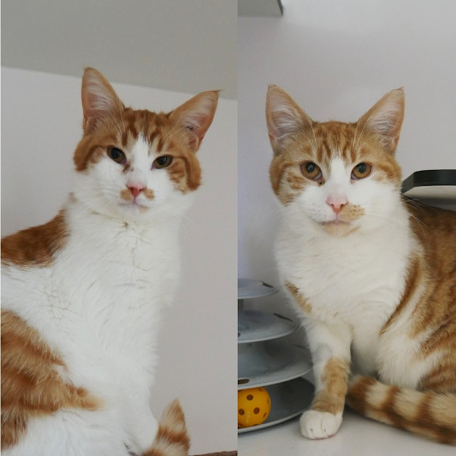 Photo of Bert Sta014148 & Ernie Sta014149