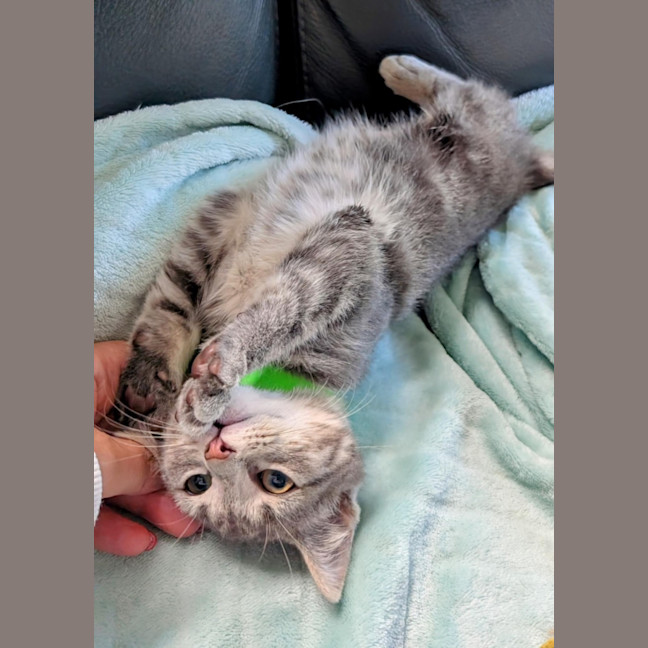 Photo of Einstein Meet Me@Petstock Chelsea Store