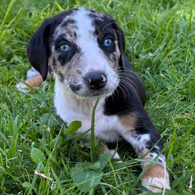 Photo of Kiwi
