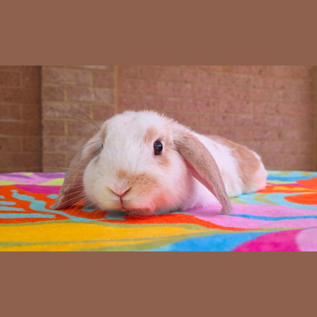 Photo of Biscuit *On Trial*