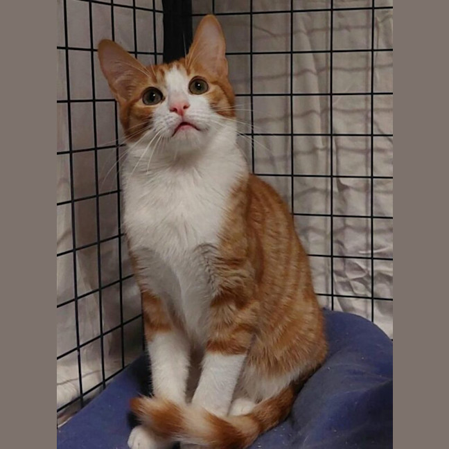 Photo of Apricot & Ishi