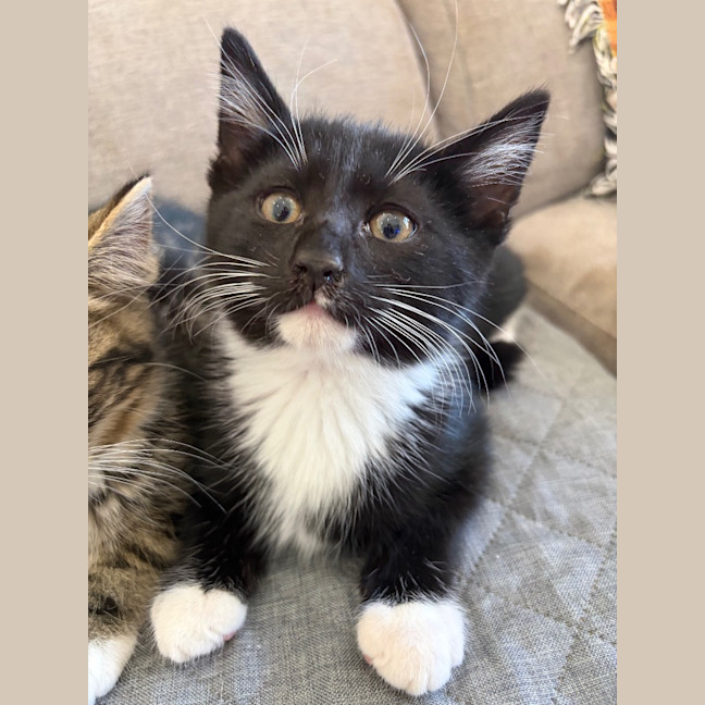 Photo of Ozzie