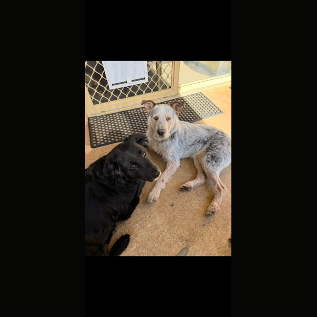 Photo of Jelly Slice