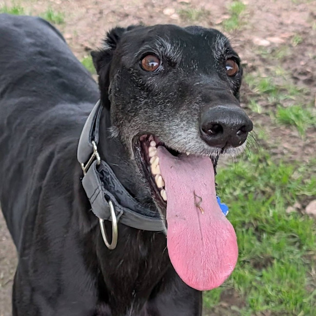 Photo of Muttley