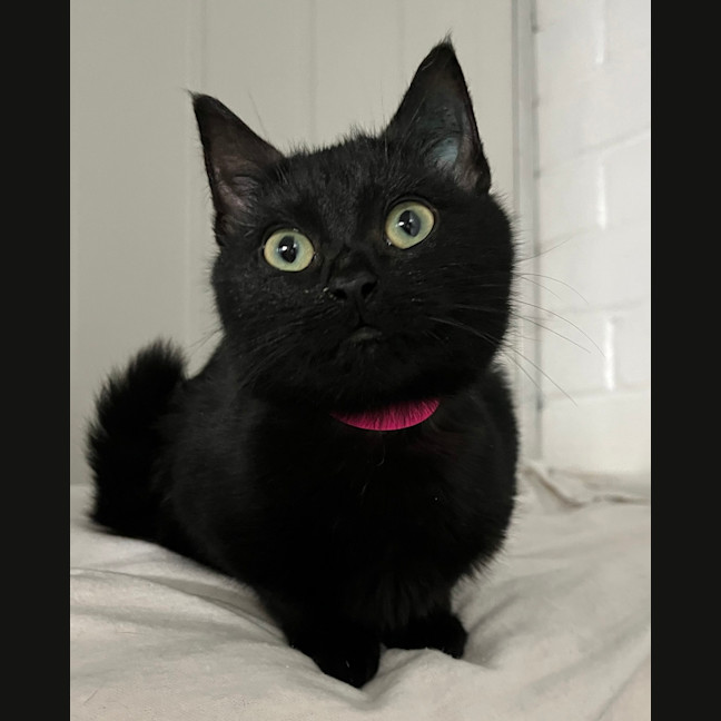 Photo of Aztec
