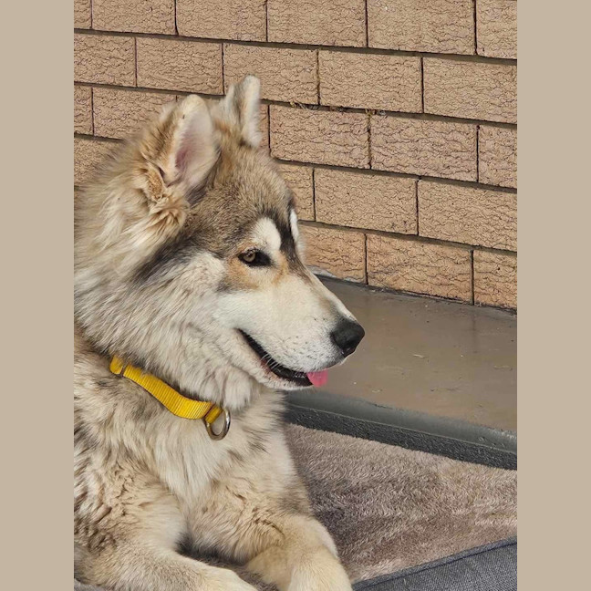 Photo of Nala & Napoleon 
