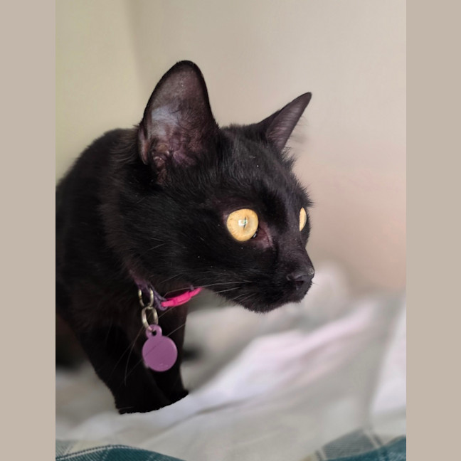 Photo of Ember