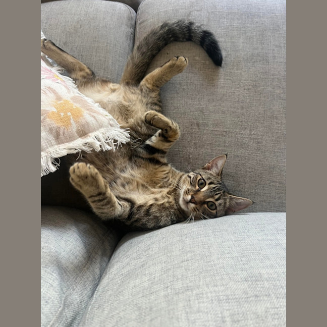 Photo of Binx And Onyx