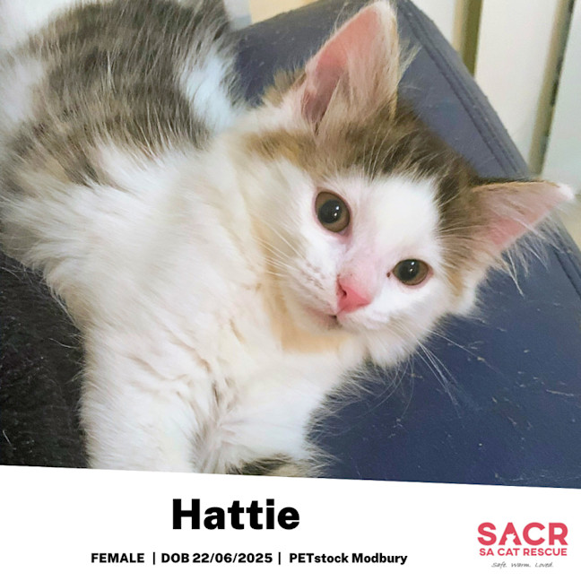 Photo of Hattie