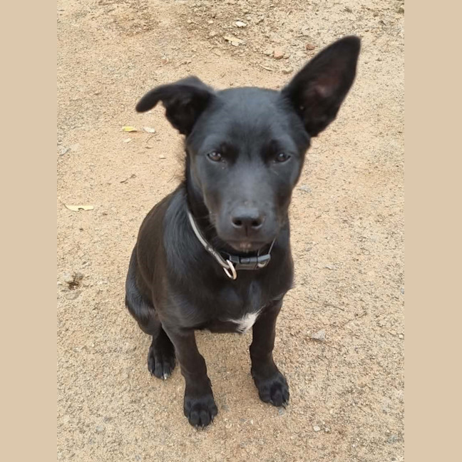 Photo of Rex