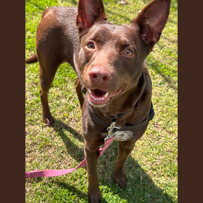 Photo of Trixie