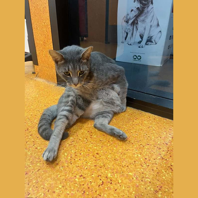 Photo of Bandit
