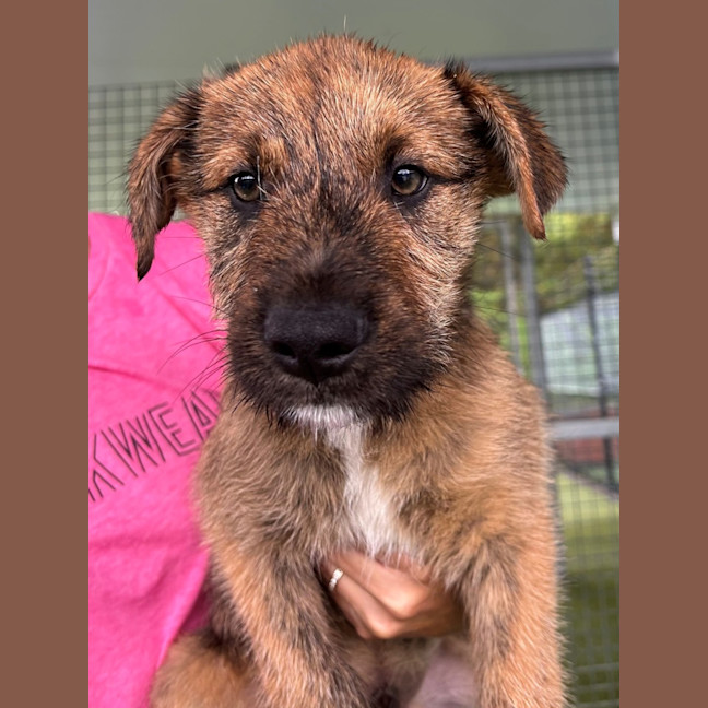 Photo of D1135 Jarred