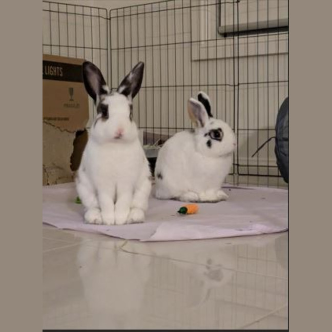 Photo of Atticus
