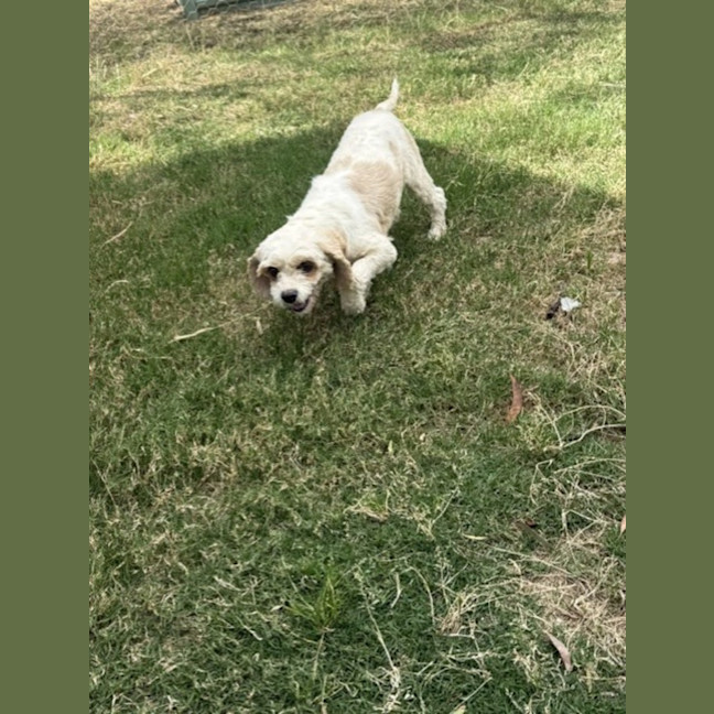 Photo of Gypsy 