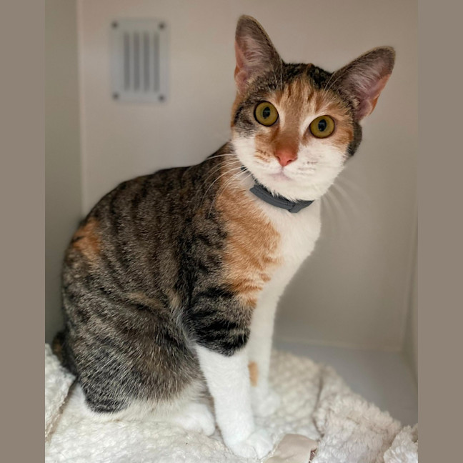 Photo of Gucci (60039)