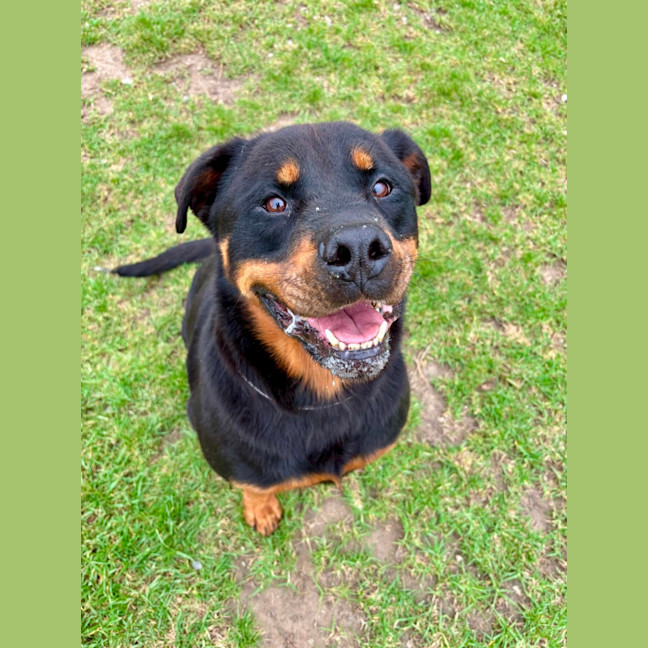 Photo of Zara Imp 222