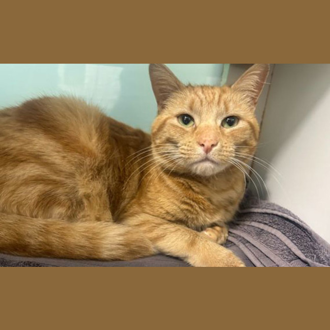 Photo of Marmalade