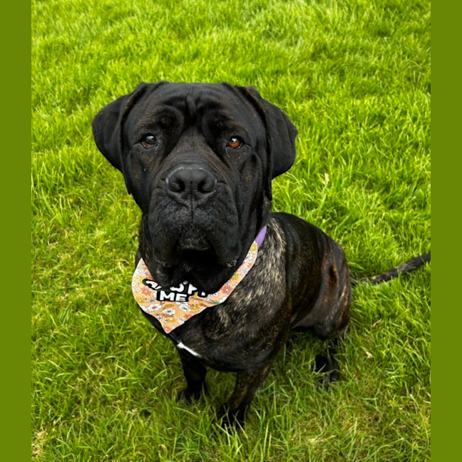 Photo of Billie *$350 Adoption Fee*