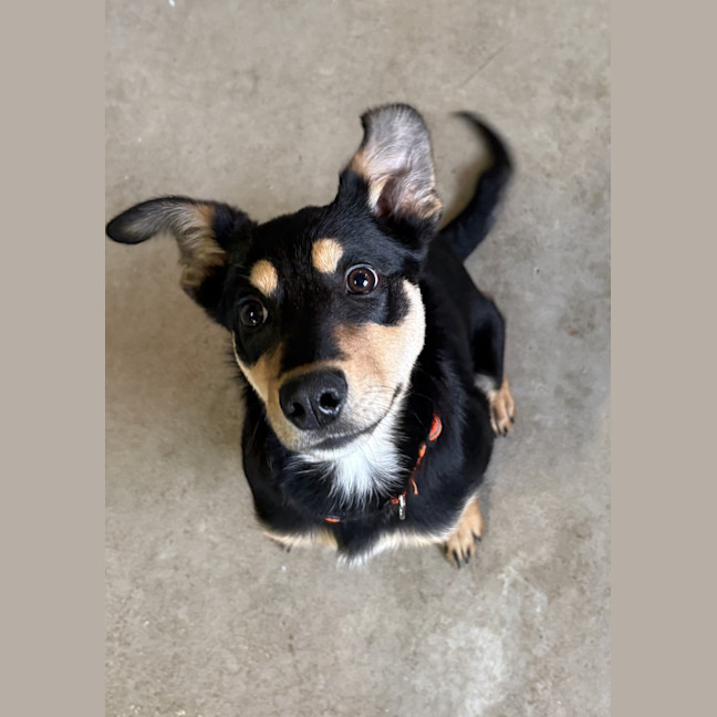 Photo of Goober Jnr (Goobz Joonz)
