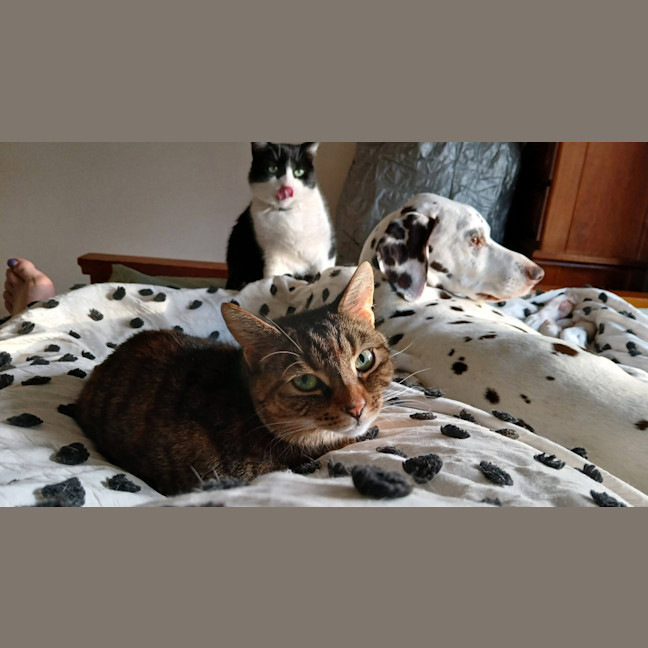 Photo of Scoot