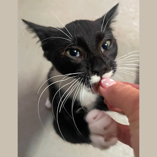 Photo of Sweets Aka Fish Toots
