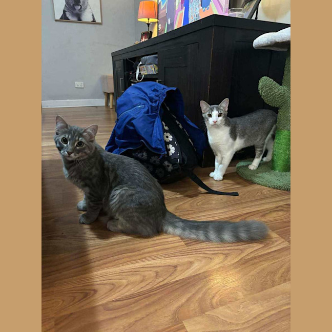 Photo of Joey And Munch 