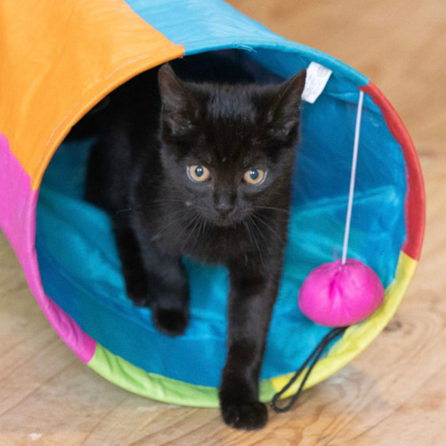 Photo of Blackie