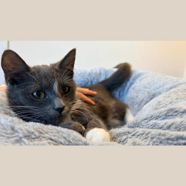 Photo of Earl Grey Matcha