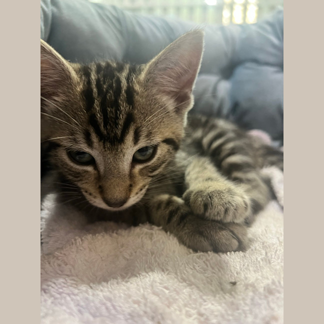 Photo of Nutty Ned