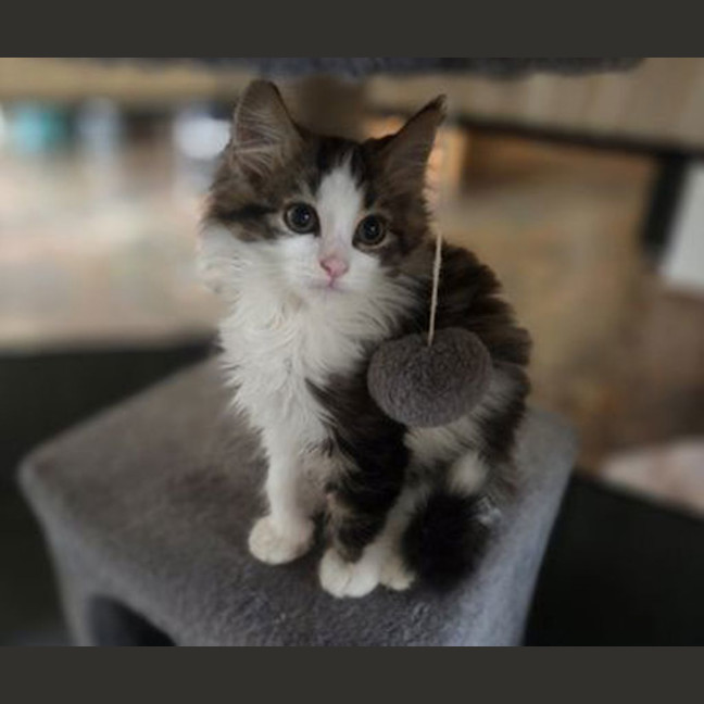 Photo of Walter