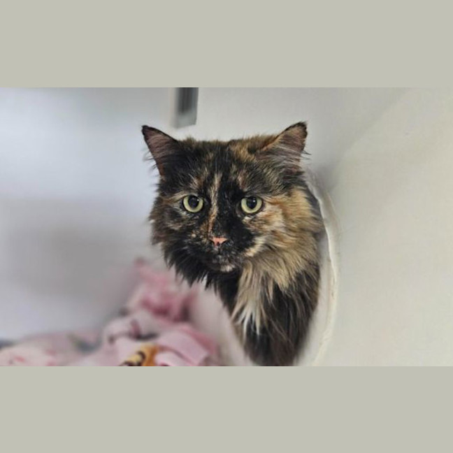 Photo of Pumpkin