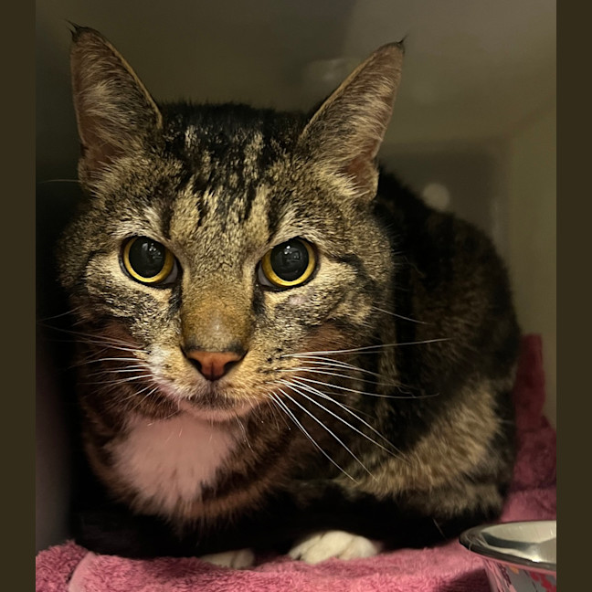 Photo of Harvey