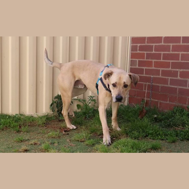 Photo of Buster