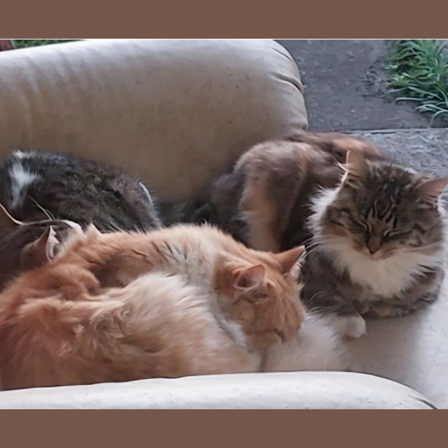 Photo of Kashka & Pepe