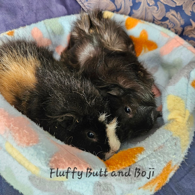 Photo of Fluffy Butt & Boji