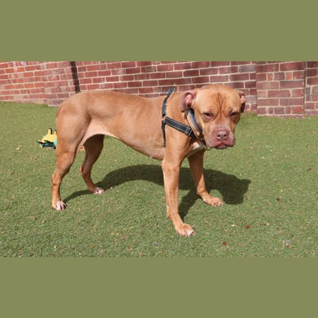 Photo of Ginger
