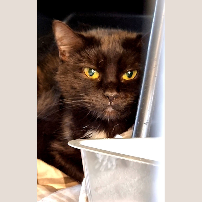 Photo of Lemon