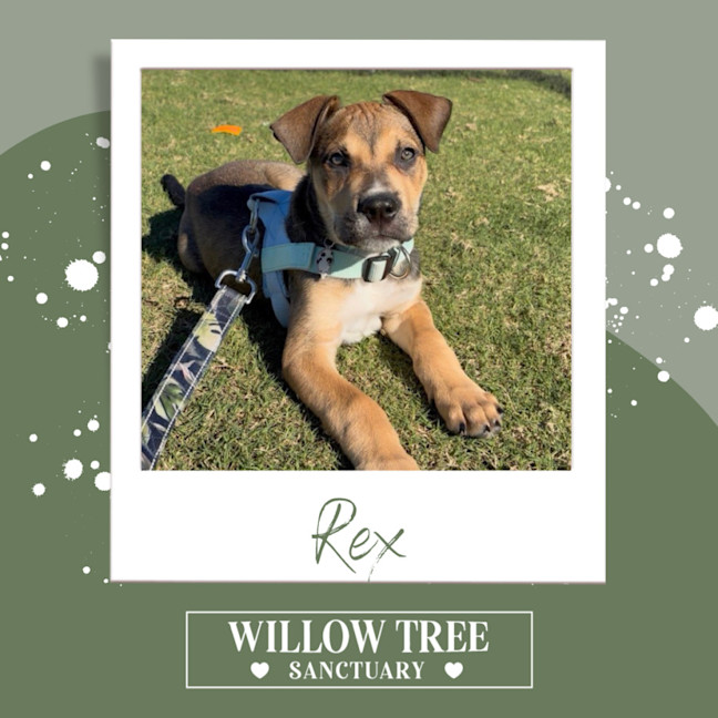 Photo of Rex