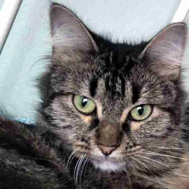 Photo of Tootsie Sua013154