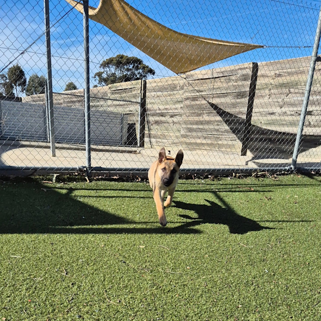 Photo of Darcy