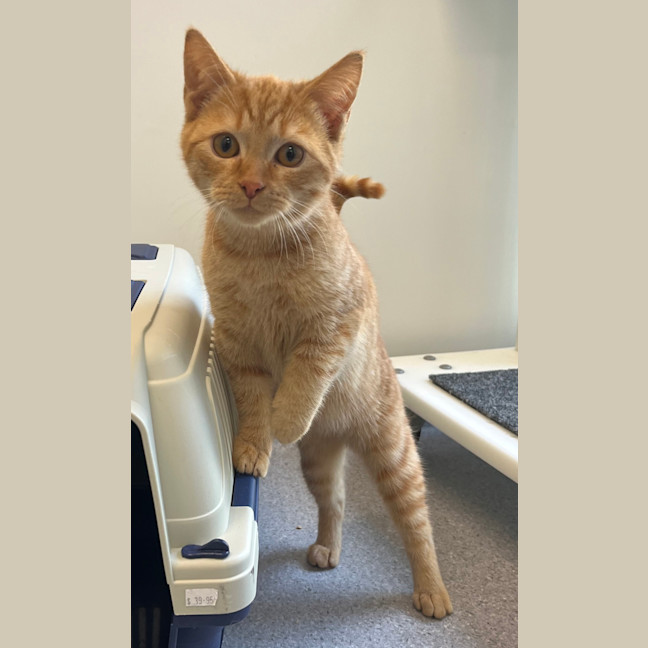 Photo of Calvin Harris (Bonded With David Guetta)