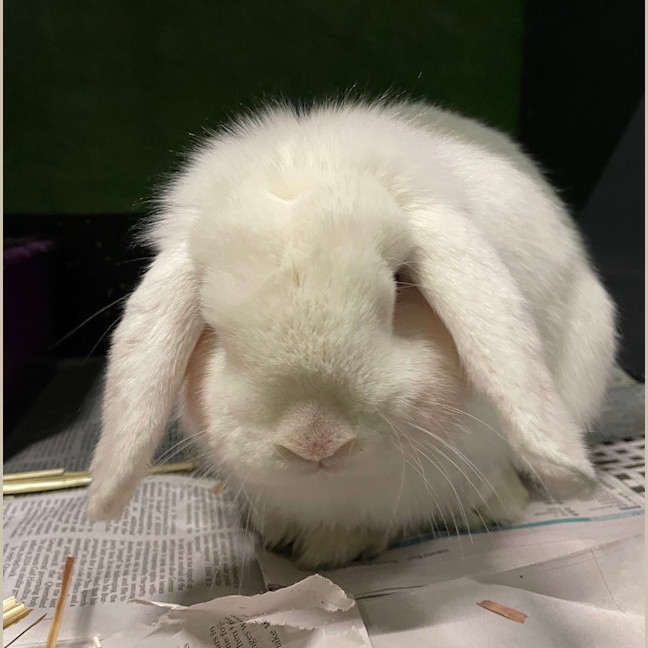 Photo of Charlie 