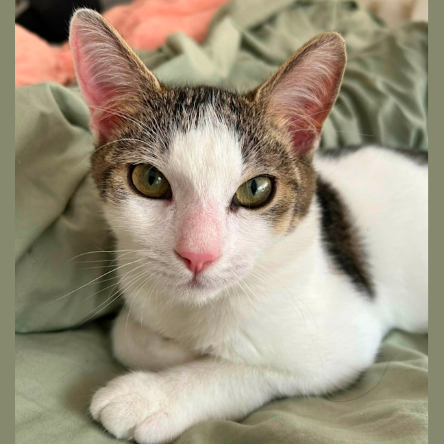 Photo of Valentino